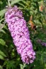Purple Butterfly Bush AKA Summer Lilac 