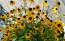 Brown-Eyed Susan