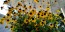 Brown-Eyed Susan