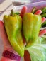 Hot Pepper ‘Beaver Dam’ Seeds (Certified Organic) 