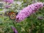 Purple Butterfly Bush AKA Summer Lilac 