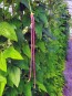 Pole Yard Long Bean 'Chinese Red Noodle' 