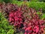 Amaranth 'Hopi Red Dye' 