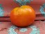 Tomato 'Heinz 1527' Seeds (Certified Organic)