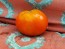 Tomato 'Heinz 1527' Seeds (Certified Organic)