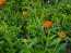 Globe Amaranth ‘Mandarin Orange’ Seeds (Certified Organic)