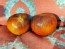 Tomato 'Kaleidoscopic Jewel' Seeds (Certified Organic)