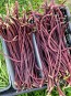 Pole Yard Long Bean 'Chinese Red Noodle' 