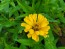 Zinnia 'Canary Bird' Seeds (Certified Organic)