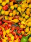 Hot Pepper ‘Biquinho Yellow’ Seeds (Certified Organic)