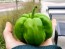 Sweet Pepper ‘Paradicsum Alaku Sarga Szentes’ Seeds (Certified Organic)