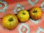 Tomato 'Everett's Rusty' Seeds (Certified Organic)