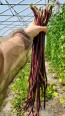 Pole Yard Long Bean 'Chinese Red Noodle' 