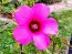 Hot Pink Rose Mallow Hibiscus Seeds (Certified Organic)