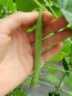 Pole Bean 'Cherokee Trail of Tears' 