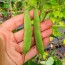 Pole Snap Bean 'Mayflower' 