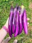 Eggplant ‘Ca Tim’ 