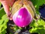 Eggplant ‘Rosa Bianca’ Seeds (Certified Organic)