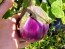 Eggplant ‘Rosa Bianca’ Seeds (Certified Organic)