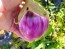 Eggplant ‘Rosa Bianca’ Seeds (Certified Organic)