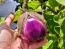 Eggplant ‘Rosa Bianca’ Seeds (Certified Organic)