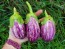 Eggplant ‘Listada de Gandia’ Seeds (Certified Organic)