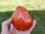 Tomato 'Italian Red Pear' 