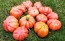 Tomato 'Mushroom Basket' 