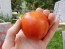 Tomato 'Versalskie' 