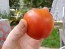 Tomato 'Versalskie' 