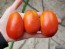 Tomato 'Roma'