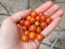 Tomato 'Hundreds and Thousands'