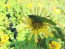 Zinnia 'Canary Bird' Seeds (Certified Organic)