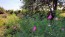 Cosmos 'Seashells' Seeds (Certified Organic)