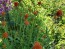 Globe Amaranth ‘Mandarin Orange’ Seeds (Certified Organic)