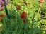 Globe Amaranth ‘Mandarin Orange’ Seeds (Certified Organic)