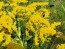 Goldenrod 