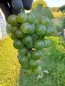 Grape 'Niagara' Seeds (Certified Organic)