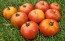 Tomato 'Giant Tomato Tree' Seeds (Certified Organic)