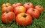 Tomato 'Giant Tomato Tree' Seeds (Certified Organic)