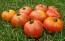 Tomato 'Giant Tomato Tree' Seeds (Certified Organic)