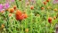 Globe Amaranth ‘Mandarin Orange’ Seeds (Certified Organic)