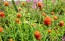 Globe Amaranth ‘Mandarin Orange’ Seeds (Certified Organic)