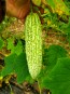 Bitter Melon Seeds (Certified Organic)