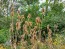 Fuller's Teasel Seeds (Certified Organic)