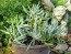 Blue Chalk Sticks Succulent (Live Plant)