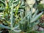 Blue Chalk Sticks Succulent (Live Plant)