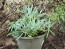 Blue Chalk Sticks Succulent (Live Plant)