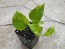 Golden Pothos Vine (Live Plant)