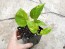 Golden Pothos Vine (Live Plant)